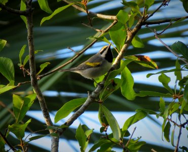 Golden-winged Warbler