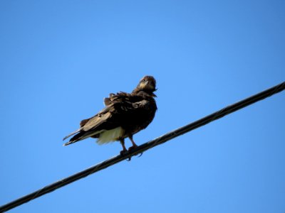 Snail Kite