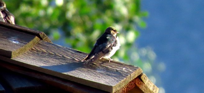 Violet-green Swallow
