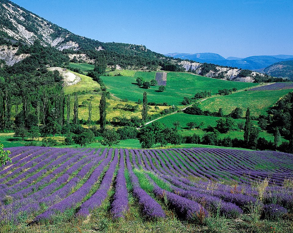 Champs de lavande