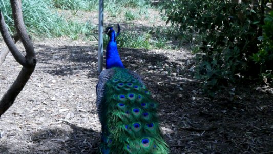 Arboretum Botanical Gardens. Peacock Showing Off Feathers.  Arcadia, CA