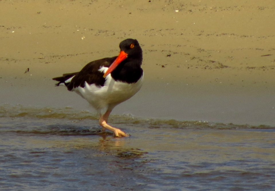 American Oystercatcher