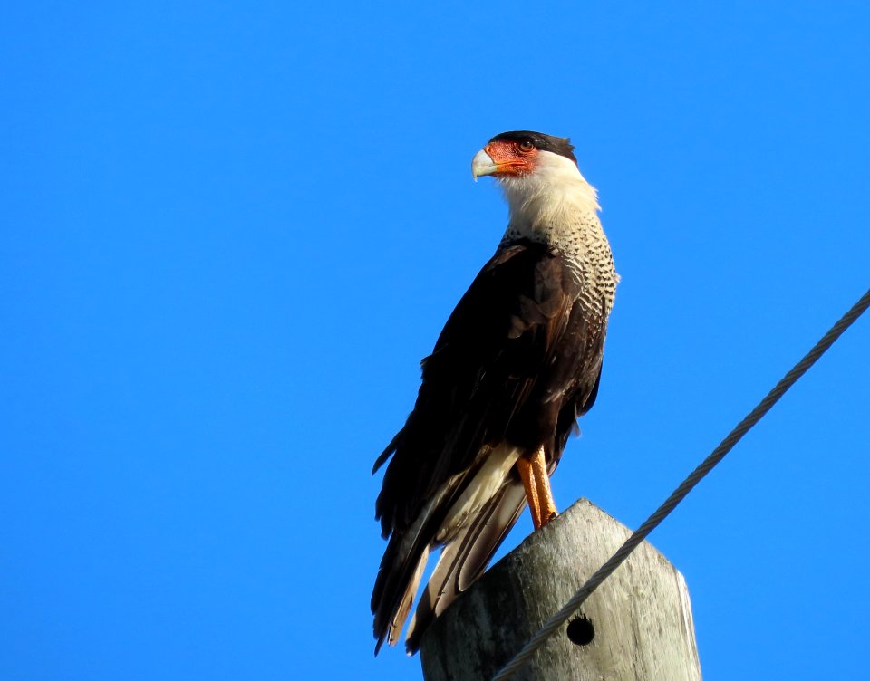 Crested Caracara