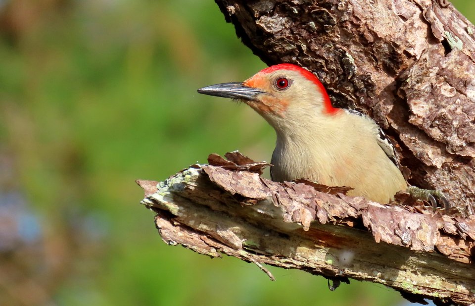 Red-bellied Woodpecker