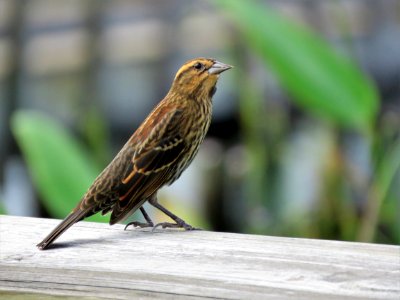 Female Red-winged Blackbird photo