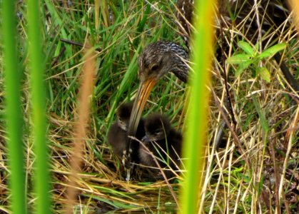 Limpkin family