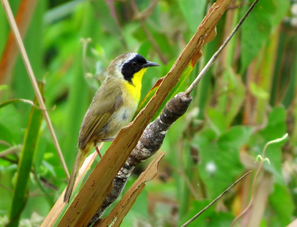 Common Yellowthroat