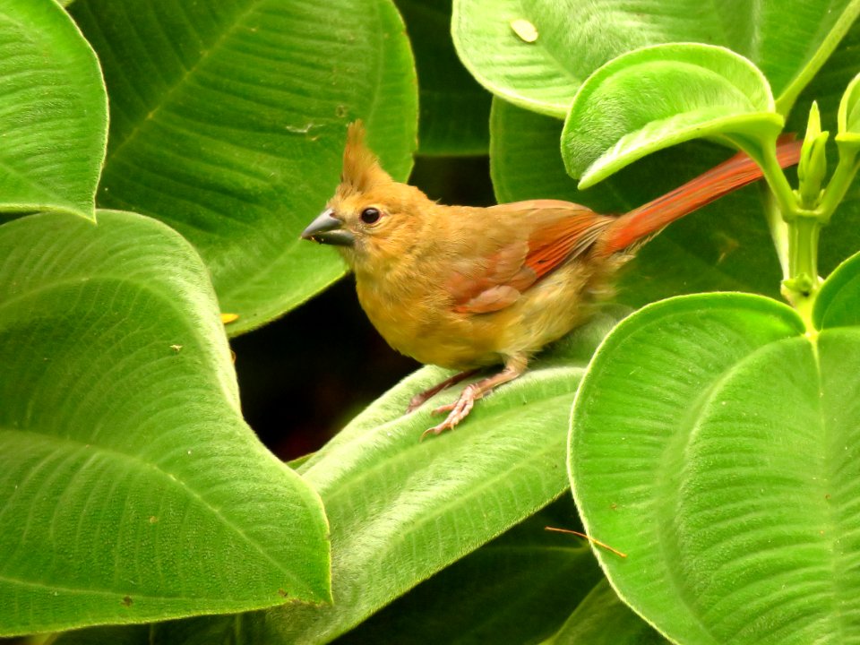 Juvenile Northern Cardinal