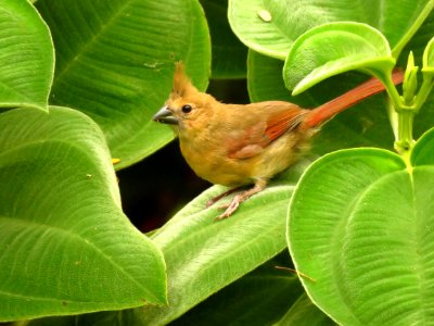 Juvenile Northern Cardinal photo