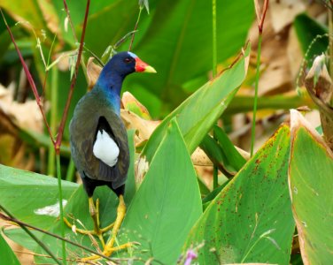 Purple Gallinule