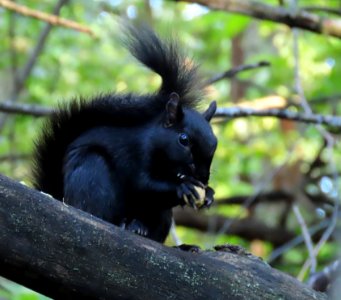 Black Squirrel photo