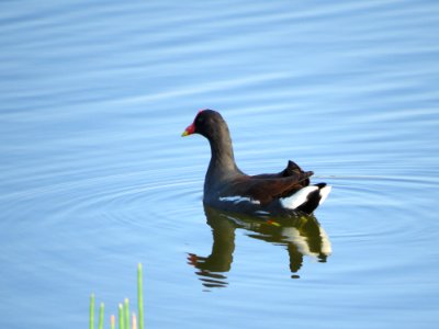 Common Gallinule