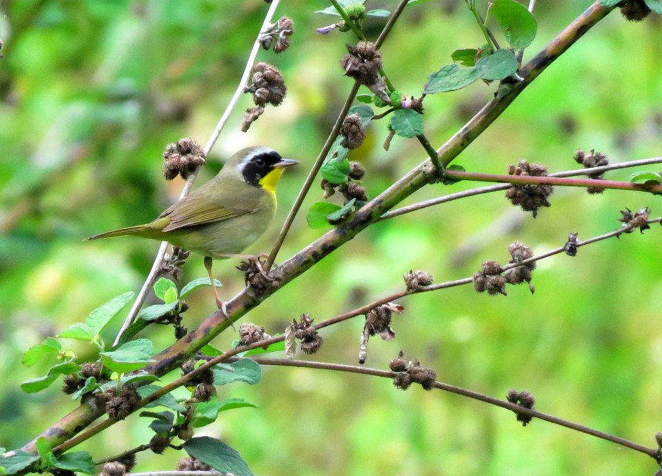 Common Yellowthroat