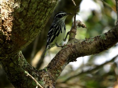 Black and White Warbler photo