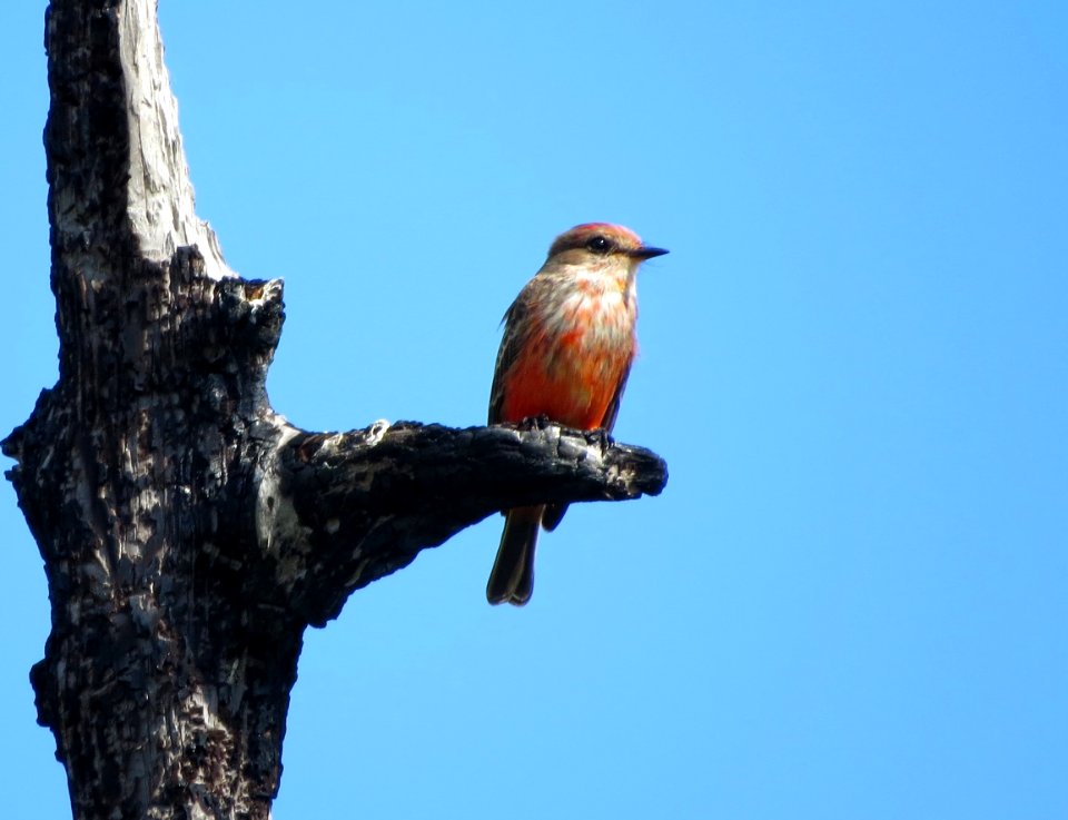 Vermilion Flycatcher