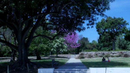 Arboretum Botanical Gardens. Walk Way.  Arcadia, CA