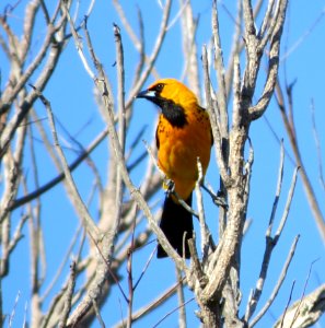 Spot-breasted Oriole