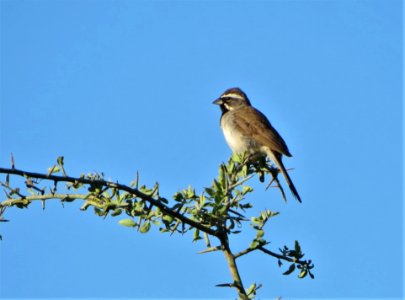 Black-throated Sparrow photo