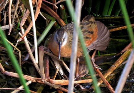 Virginia Rail