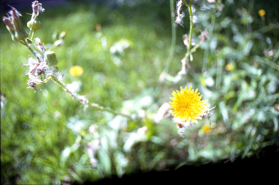 Weeds