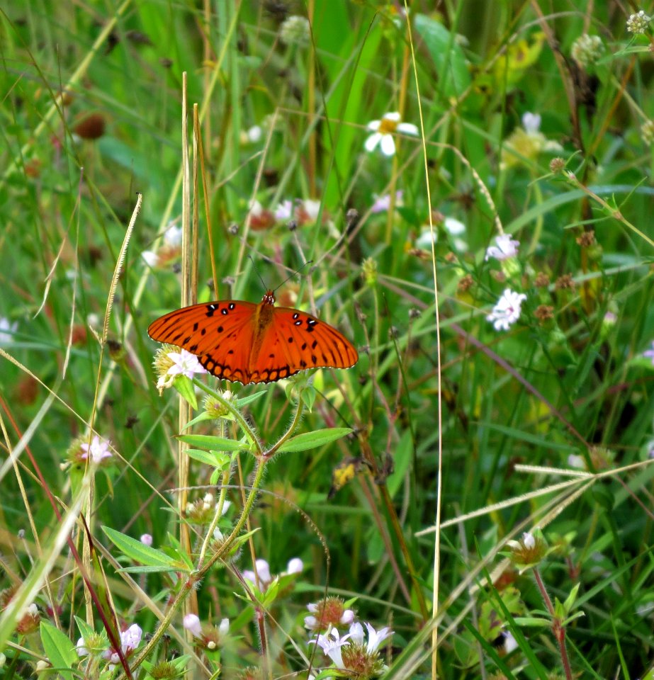 Gulf Fritillary Butterfly
