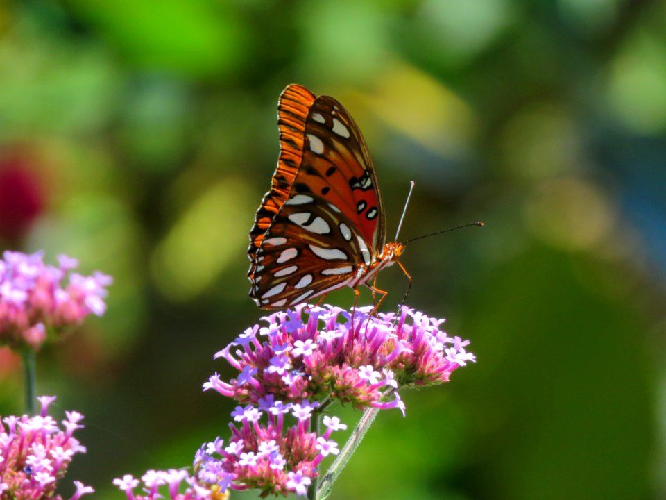 Gulf Fritillary butterfly photo