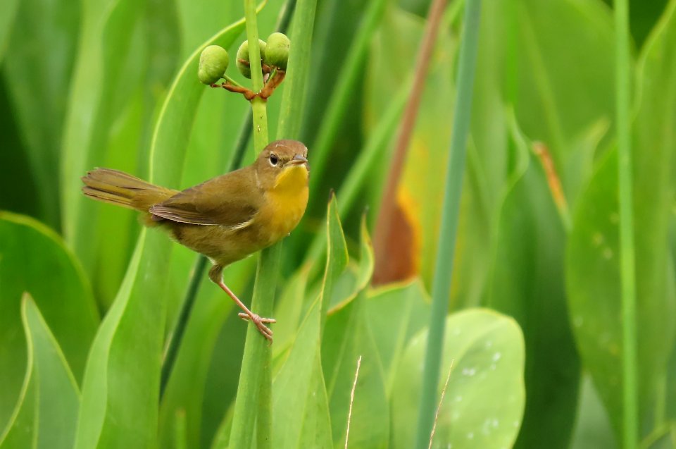 Common Yellowthroat, female