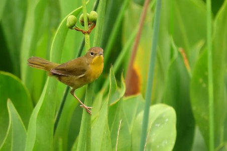 Common Yellowthroat, female