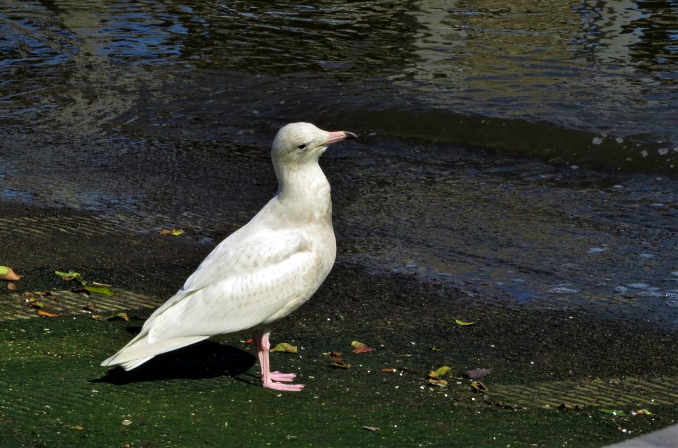 Glaucous Gull