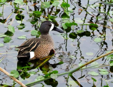 Blue-winged Teal