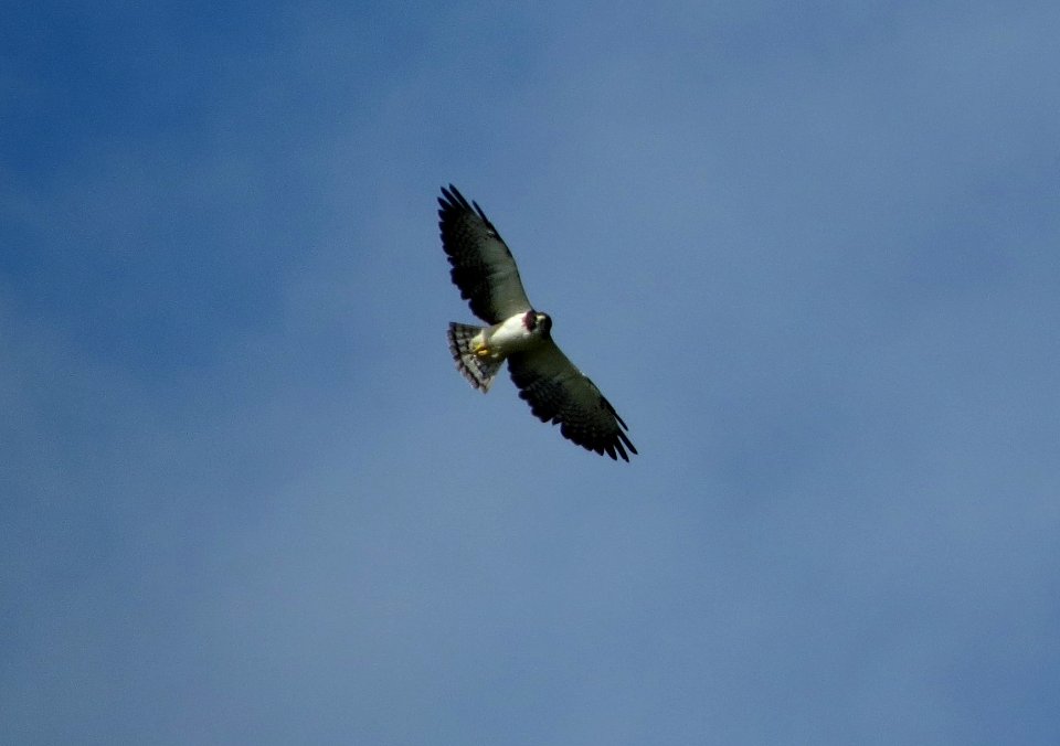 Short-tailed Hawk