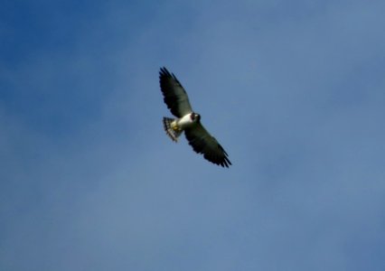 Short-tailed Hawk photo