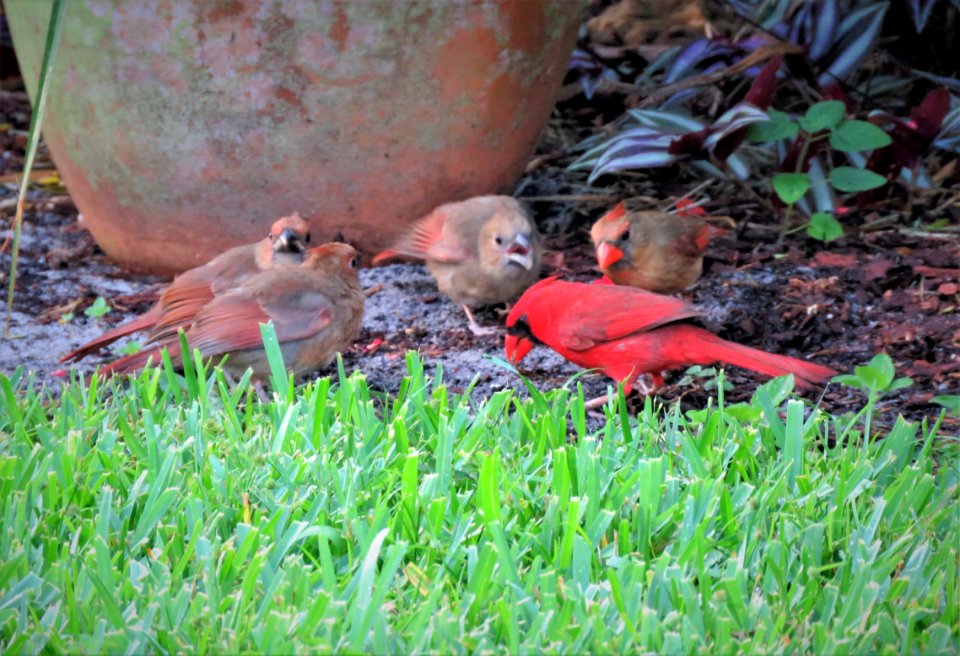 Northern Cardinal family