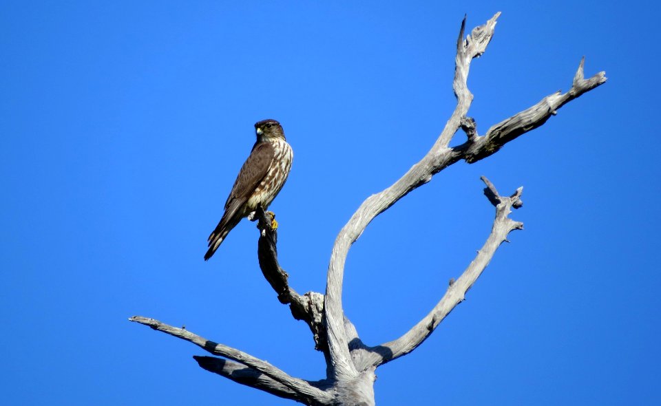 Merlin