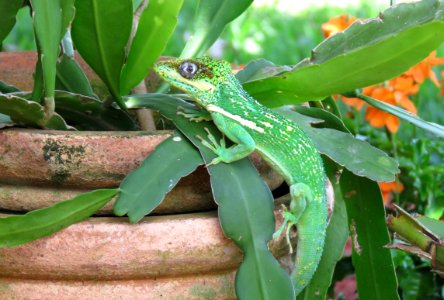 Knight Anole