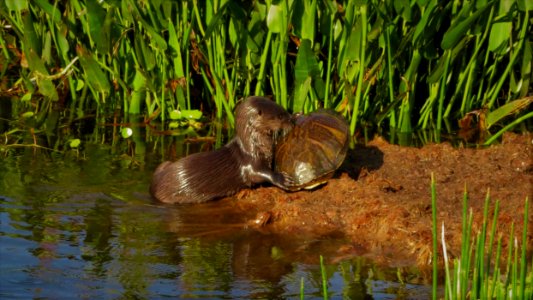 Otter playing with turtle
