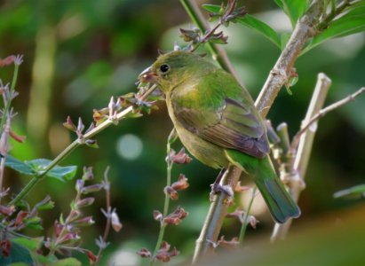 Greenie Painted Bunting