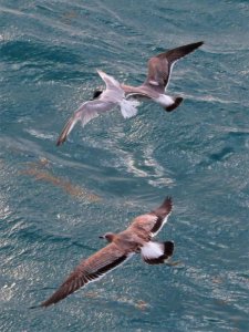 Common Tern and Laughing Gulls
