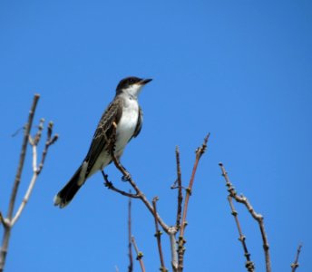 Eastern Kingbird photo