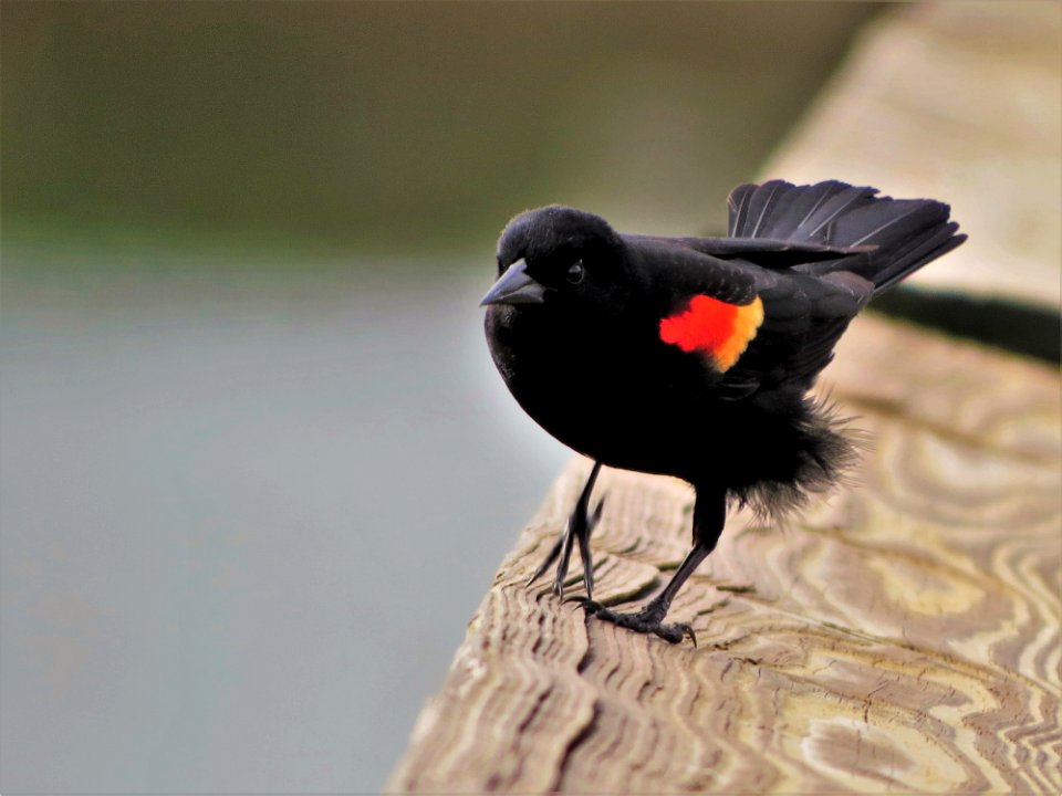 Red-winged Blackbird