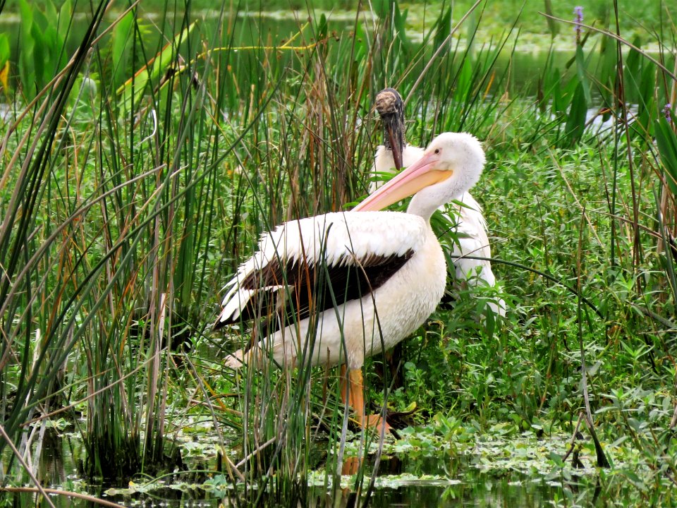 American White Pelican and Wood Stork
