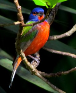 Painted Bunting