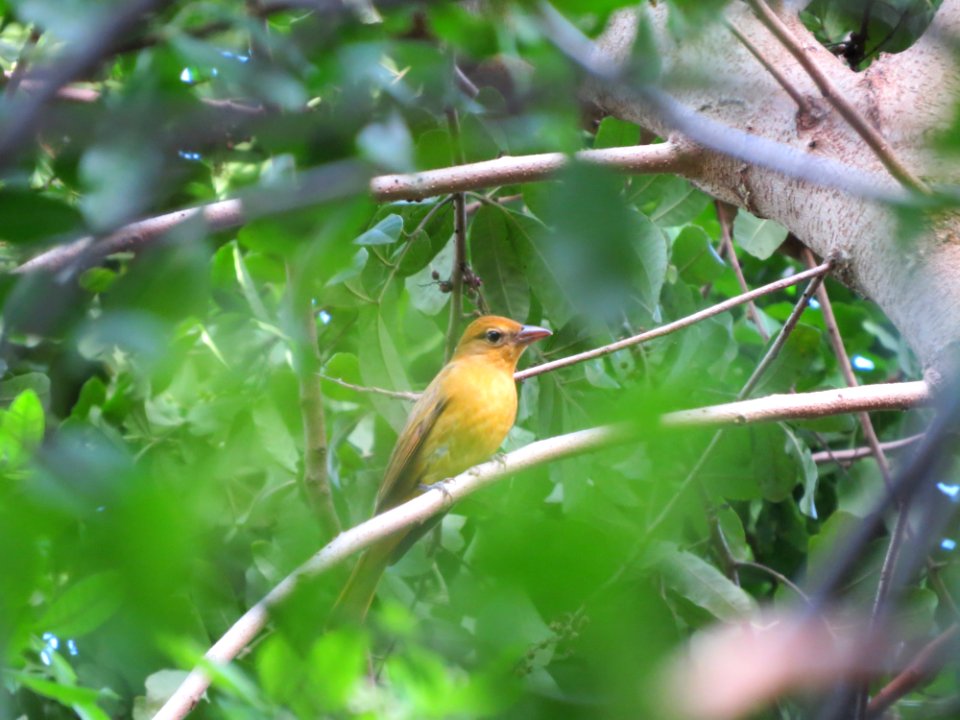 Summer Tanager