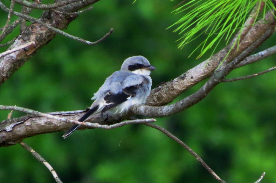 Fledgling Loggerhead Shrike