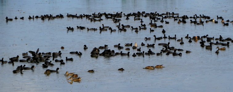 American Coots and Ducks photo