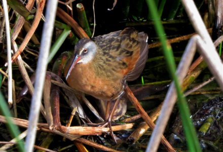 Virginia Rail