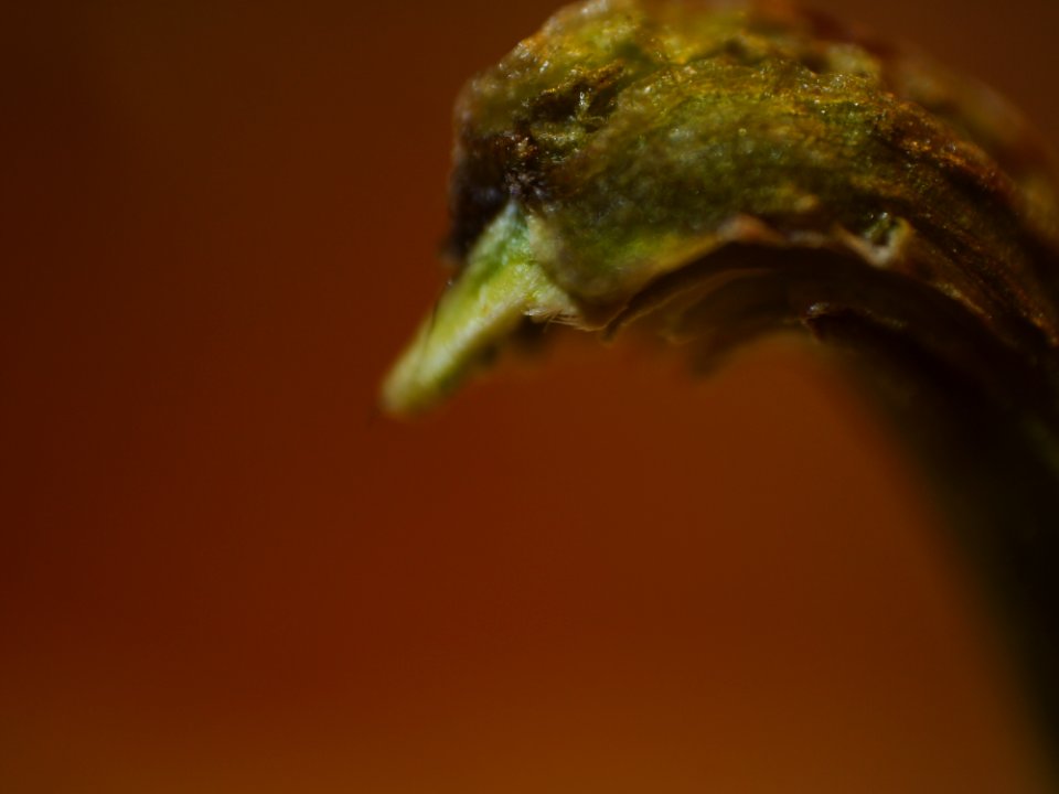 Hot pepper duck head zoom
