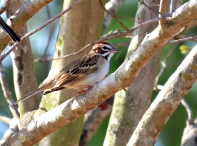 Lark Sparrow