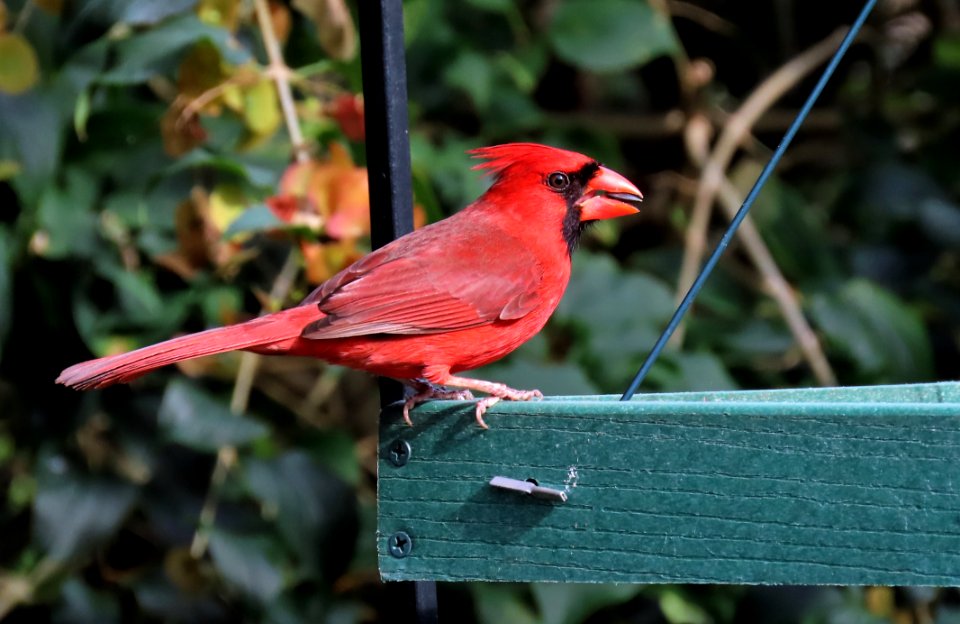 Northern Cardinal