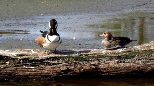 Hooded Merganser pair
